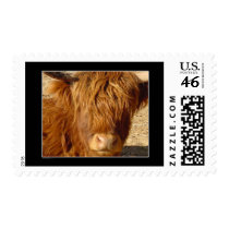 Stamp - Highland Cattle