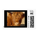 Stamp - Highland Cattle