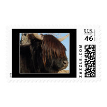 Stamp - Highland Cattle