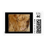 Stamp - Highland Cattle