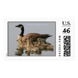 Stamp / Lesser Canada Goose Brood Postage Stamps