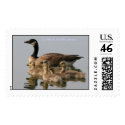 Stamp / Lesser Canada Goose Brood