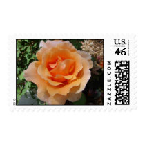 Stamp Me Orange stamps