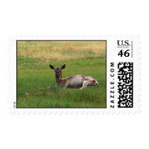 Stamp of Lhasa, Tibet stamps