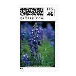 Stamp / Texas Bluebonnet