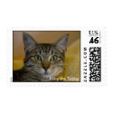 Stamps Abby Cat