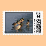 Stamps for Wildlife Lovers