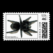 Stamps - Grammostola pulchra stamps