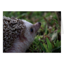 standard hedgehog card