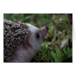 standard hedgehog card