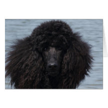 Standard Poodle at the Beach Card