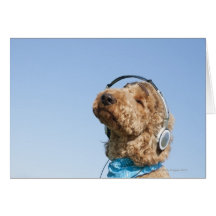 Standard Poodle Card