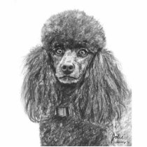 Standard Poodle Charcoal Sketch Photo Sculptures