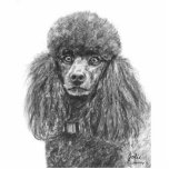 Standard Poodle Charcoal Sketch Photo Sculptures