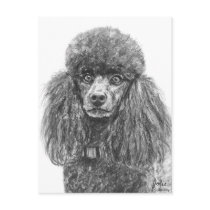 Standard Poodle Charcoal Sketch Postcards