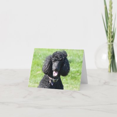 Standard Poodle dog black photo blank note card