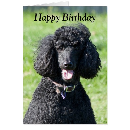 Standard Poodle dog photo happy birthday card | Zazzle