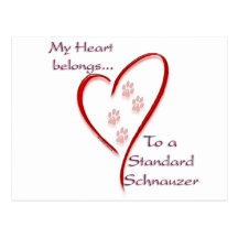 Standard Schnauzer Heart Belongs Post Card
