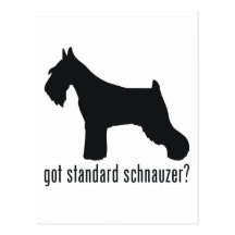 Standard Schnauzer Postcard