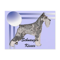 Standard Schnauzer - Schnauzer Kisses Post Card