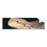 Standing Bearded Dragon Bumper Stickers