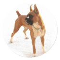 Standing boxer sticker