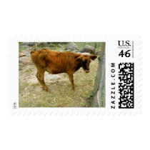 Standing Calf postage