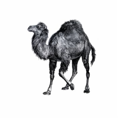 Camel Vintage