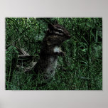 Standing Chipmunk Drawing posters