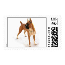 Standing fawn boxer stamp