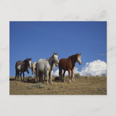 Standing Horses in Western Pasture Postcard