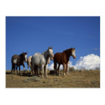 Standing Horses in Western Pasture Postcard