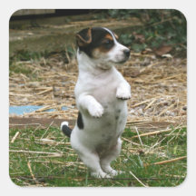 Standing Jack Russell Terrier Puppy Sticker Sheet