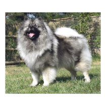 Standing Keeshond Dog posters