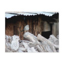 Standing Proud postcards by Killlashandra Standing Proud postcards