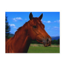 Standing Proud postcards by laureenr Standing Proud postcards