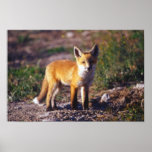 Standing Red Fox Poster posters