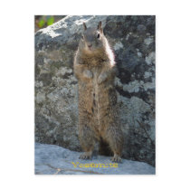 Standing Squirrel postcards