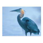 Standing Tall Post Cards