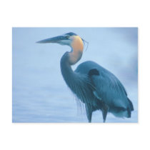 Standing Tall Post Cards