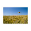Standing tall posters by photogenethic Standing tall posters