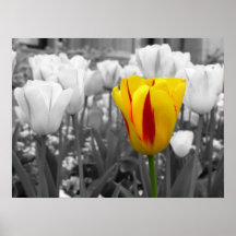 Standout Tulip Print