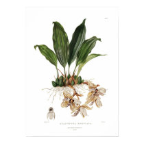 Martiana de Stanhopea par Augusta Innes Withers posters by Botany_Boy Martiana de Stanhopea par Augusta Innes Withers posters