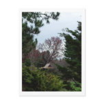 Stanley Park Postcard