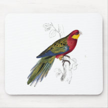 Stanley Parrakeet by Edward Lear Mousepads