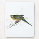 Stanley Parrakeet (young male) by Edward Lear Mouse Pad