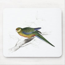 Stanley Parrakeet (young male) by Edward Lear Mousemat