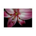 stars, awakening, night, darkness, flower, flora,