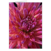 Star Dahlia Card by ggbythebay Star Dahlia Card