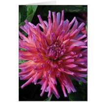 Star Dahlia Card